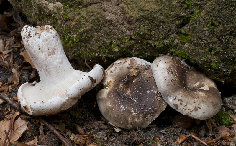 Russula densifolia